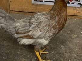 Farm egg laying young hen for sale