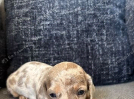 3 beautiful dachshund