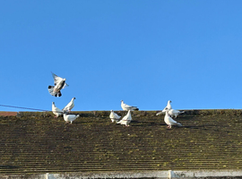 Pigeon