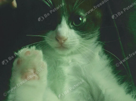 Gorgeous Ragdoll Mix Boy Kitten