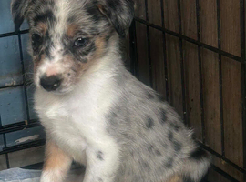 Border collie