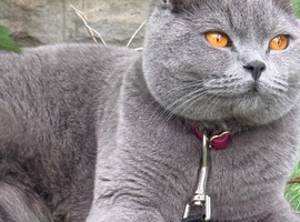 BRITISH SHORTHAIR blue: amber eyes 1 year old