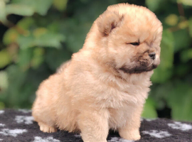 Chow chow puppies