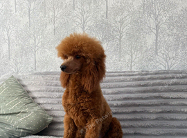 Dark Red DNA Health Tested Toy Poodle Stud