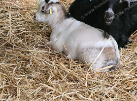 Pygmy goat kids for sale wethers