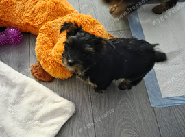Biewer yorkie