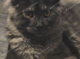 Sox the maine coon X
