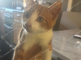 Gorgeous ginger kitten