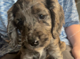 Cocker spaniel girl