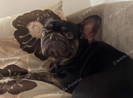 Beautiful Frenchbull dog