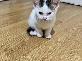 Kittens ready to be rehomed!