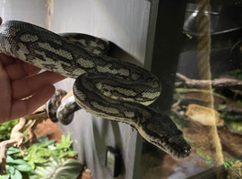 Carpet python