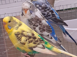 Young budgies 2026 born
