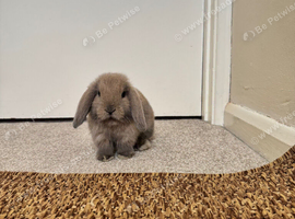 3 baby bunnies for sale