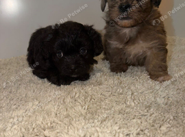 Shihpoo puppies