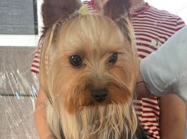 Beautiful Yorkshire terrier