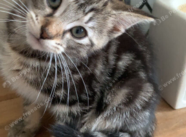 5 Kitties for sale