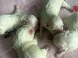 beautiful maltese