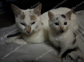Kittens ready now