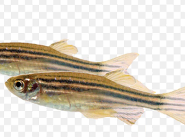 Danios cold water fish