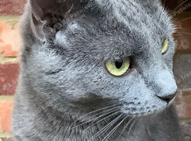 Russian Blue mix sisters