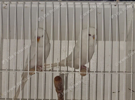 Albino pet budgies x 2 pets