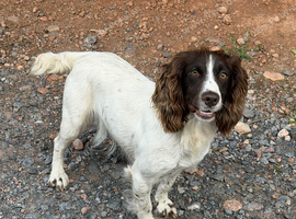Cocker Spaniel
