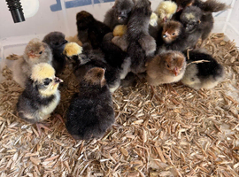 Polish chicks mixed ages