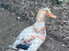Pair of miniture silver appleyard ducks