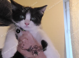 kitten &pound;30