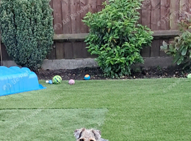 Lakeland terrier