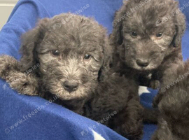 Bedlington terrier puppies Only 3 boys available