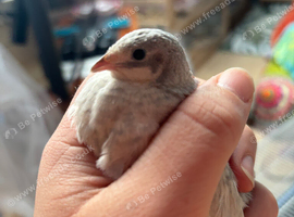 Button quails
