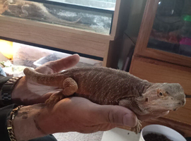 Babies bearded dragons
