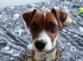 1 year old Patterjack