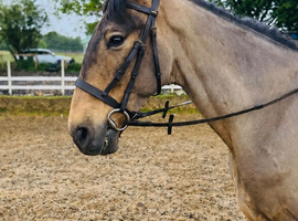 15hh Dun Andalusian