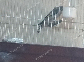 3x 2026 cock goldfinches