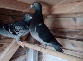 Short distant pigeons ssh
