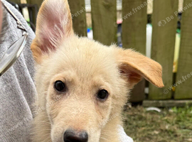 German Shepherd puppies
