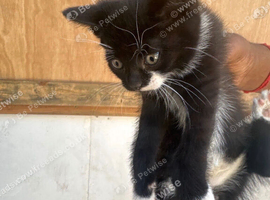Kitten