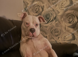 Jhonson American bull dog