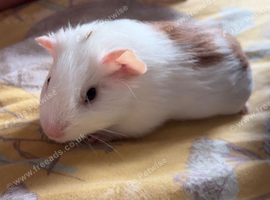 Two male guinea pigs