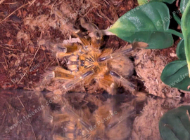 Male OBT + enclosure