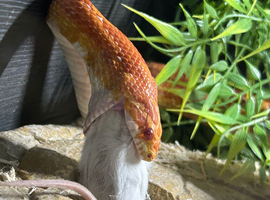 Corn snake a vivaruim comes all together
