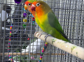 Love Birds