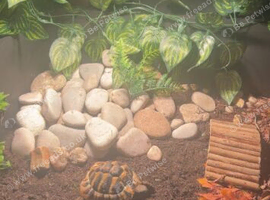 2 young Hermanns and set up