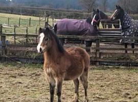 Welsh section A colt yearling