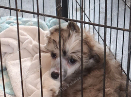 Two puppies