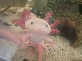 Axolotls