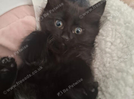 Kitten for sale